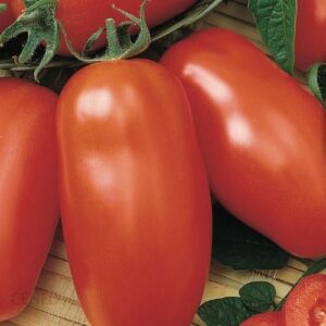 Pomidor Sałatkowy Pozzano F1 Kiepenkerl